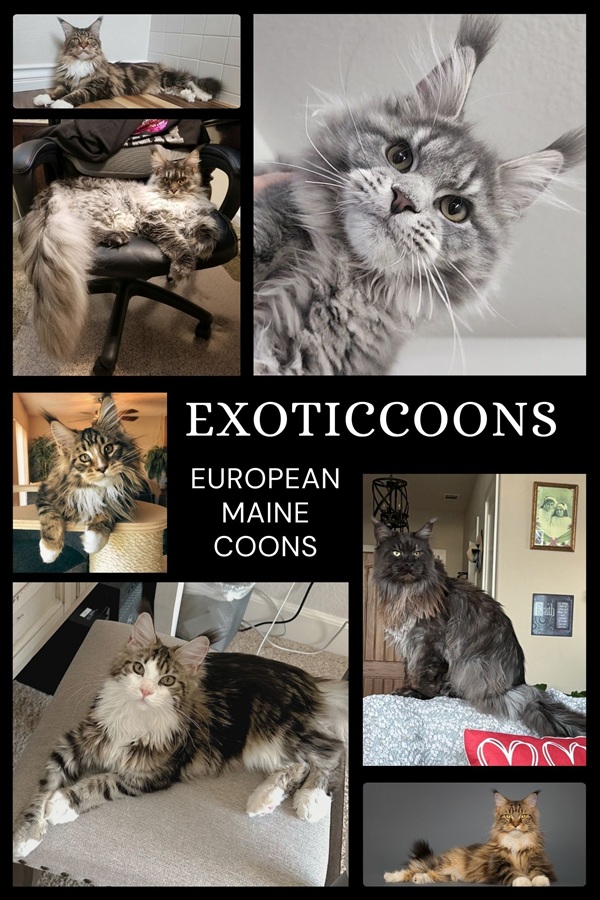 Exoticcoons photo