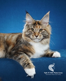 Tufts N Trills Cattery photo