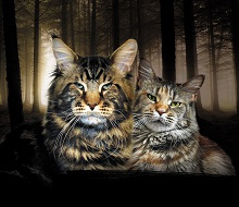 EuroCoons photo