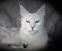 HISsy Fit photo
