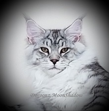 DZCOONZ Maine Coon Cattery photo