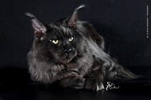 Nebraskcoons photo