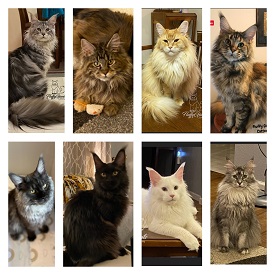 FluffyGiants Maine Coon Cattery photo