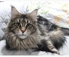 TuftsN'Ruff Cattery photo