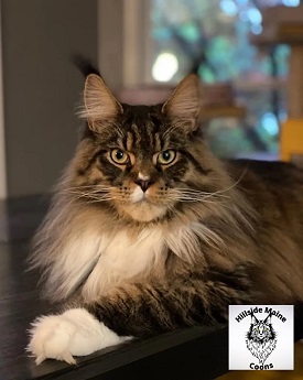Hillside Maine Coons photo
