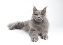 Rock Hill Maine Coons photo