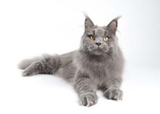 Pet