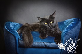 Savvy Cats photo