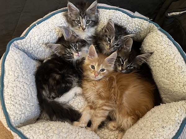 Wild Onion Maine Coons photo
