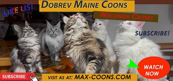 Dobrev Maine Coons photo