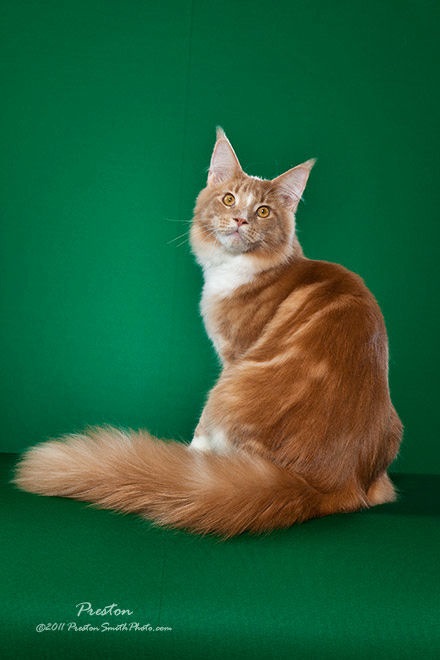 Reigning Cats photo