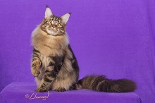 Highlander Maine Coons photo