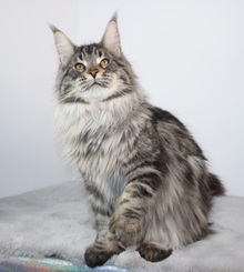Wildchild Maine Coons photo