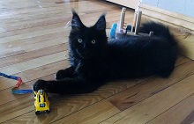 RiverSyde Maine Coons & Bengals photo