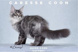 Caresse Coon photo