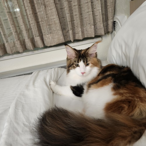 Sporting Fields Maine Coons photo