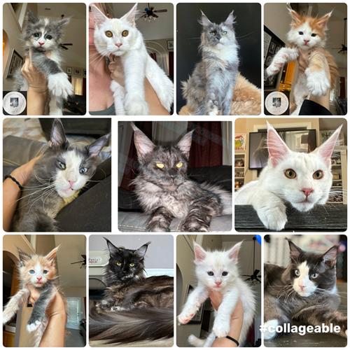 Curious Colorful Chaos Cattery C4 Maine Coons photo