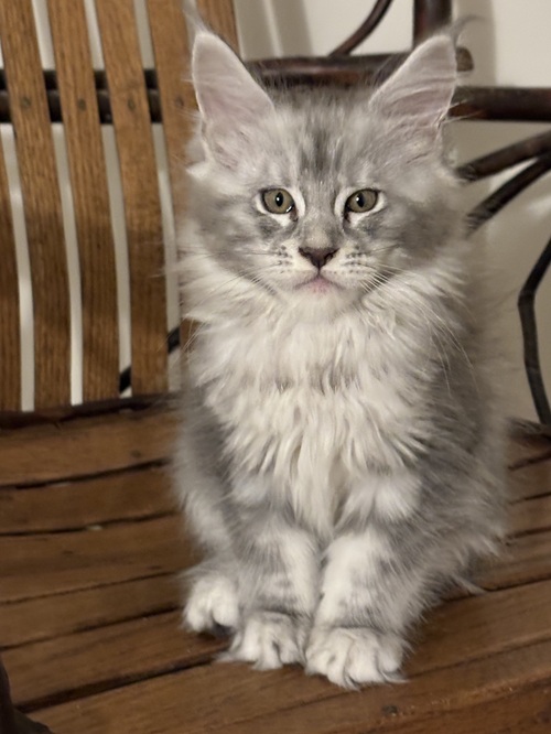 Maybe Someday Definitely Maine Coons photo