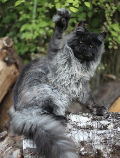 BekkrAmee Maine Coons photo